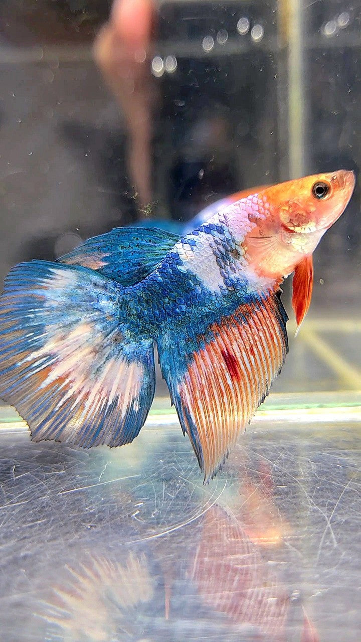 FEMALE HALFMOON ROSETAIL WHITE SCALE BLUE MARBLE BETTA FISH