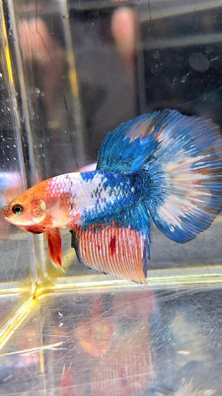 FEMALE HALFMOON ROSETAIL WHITE SCALE BLUE MARBLE BETTA FISH