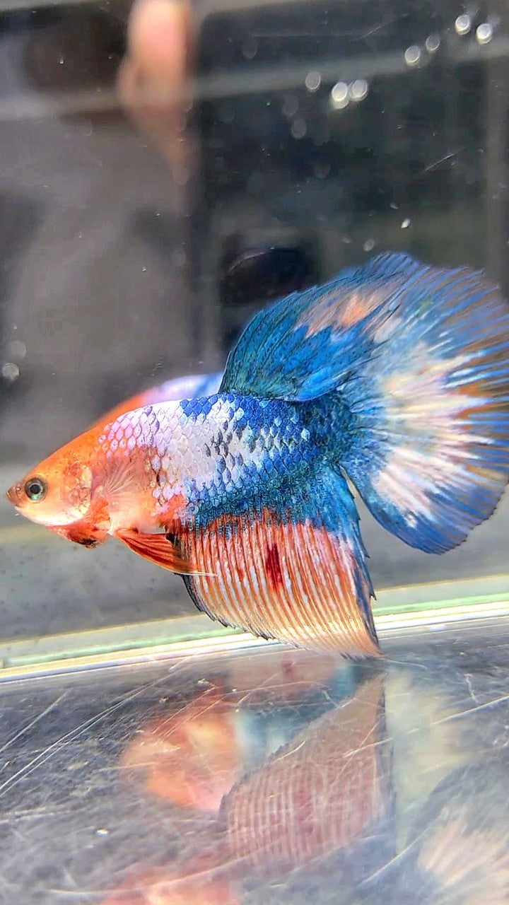 FEMALE HALFMOON ROSETAIL WHITE SCALE BLUE MARBLE BETTA FISH