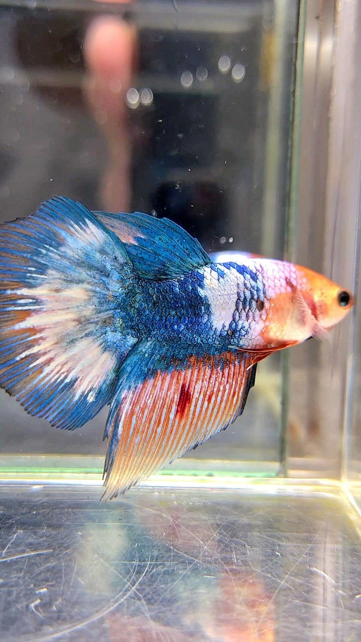 FEMALE HALFMOON ROSETAIL WHITE SCALE BLUE MARBLE BETTA FISH