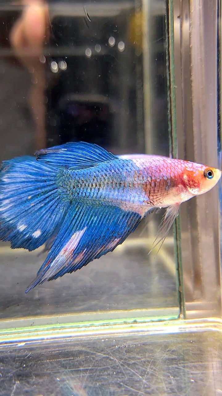 FEMALE HALFMOON BLUE FANCY MARBLE BETTA FISH