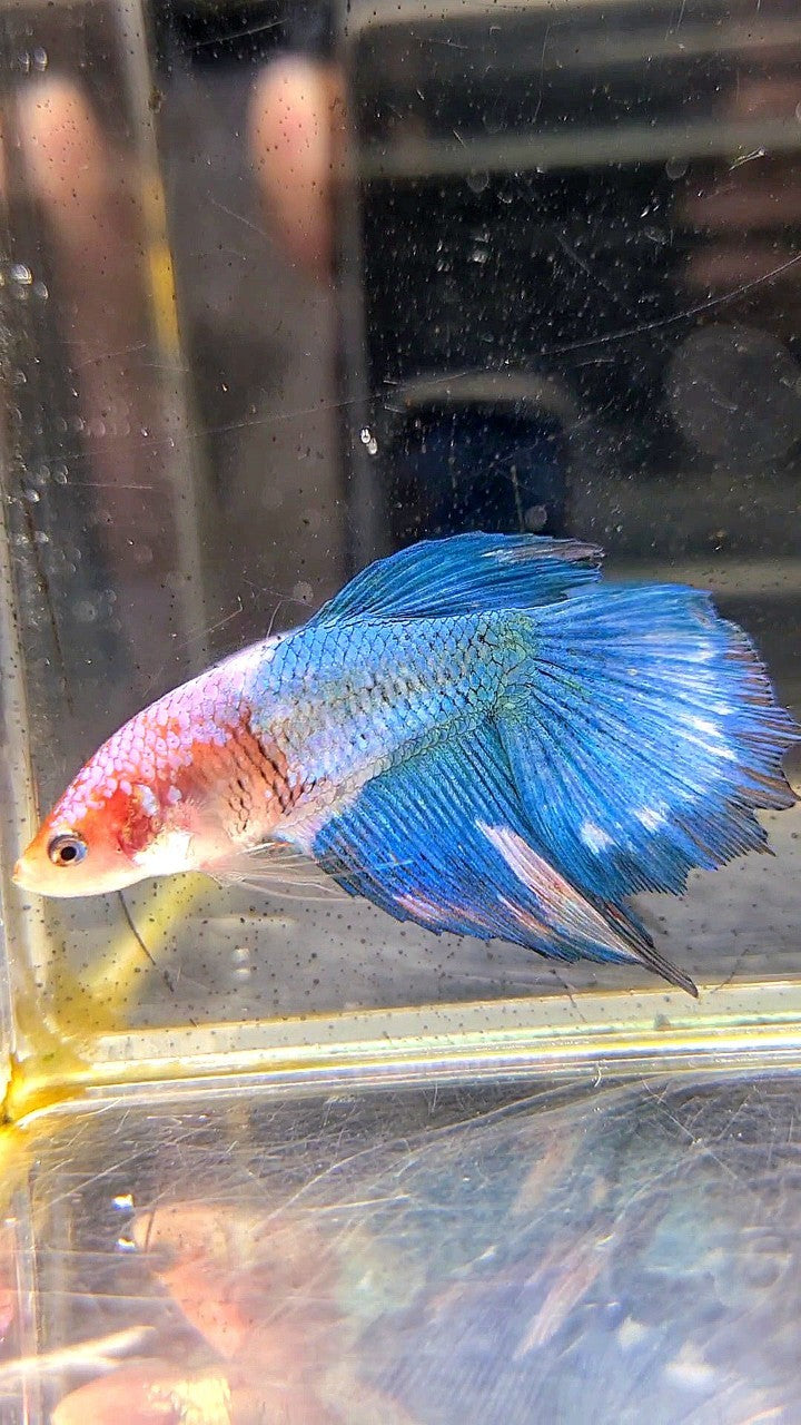 FEMALE HALFMOON BLUE FANCY MARBLE BETTA FISH