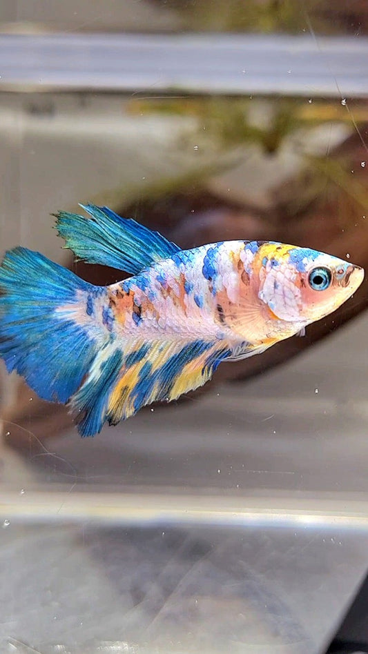 FEMALE HALFMOON YELLOW KOI GALAXY MULTICOLOR BETTA FISH