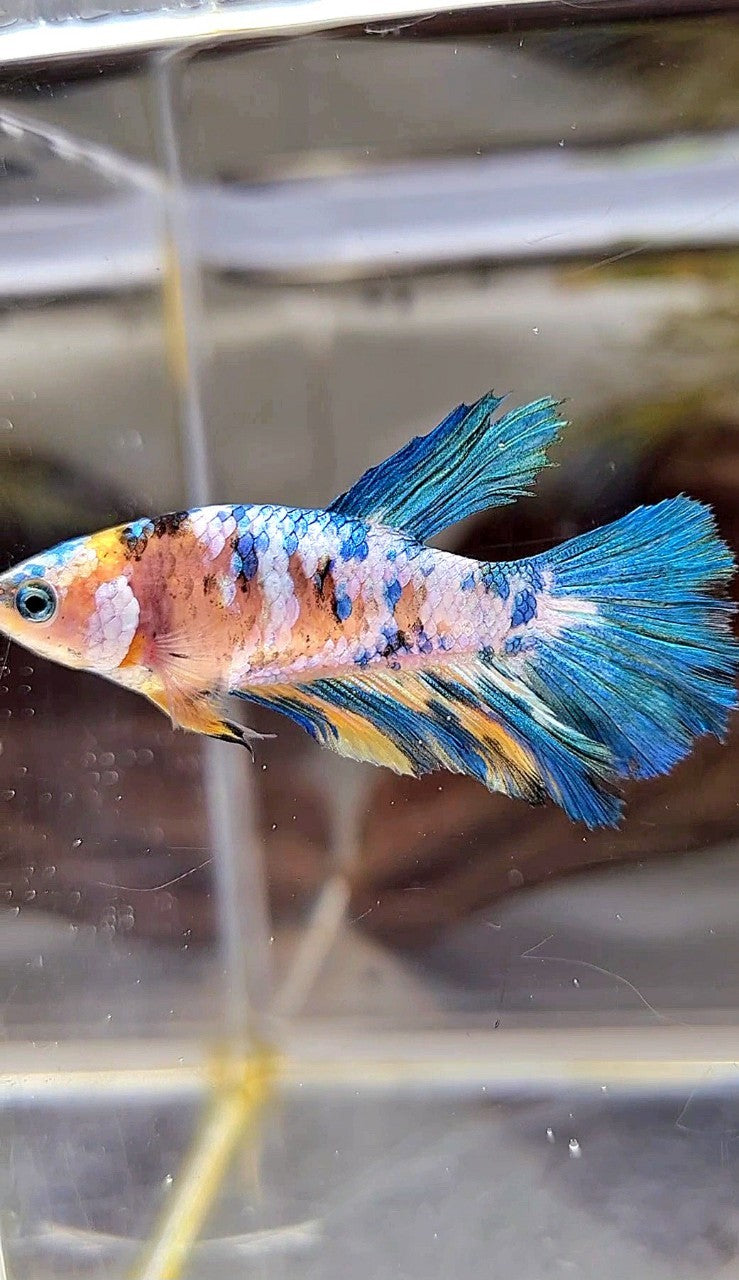 FEMALE HALFMOON YELLOW KOI GALAXY MULTICOLOR BETTA FISH