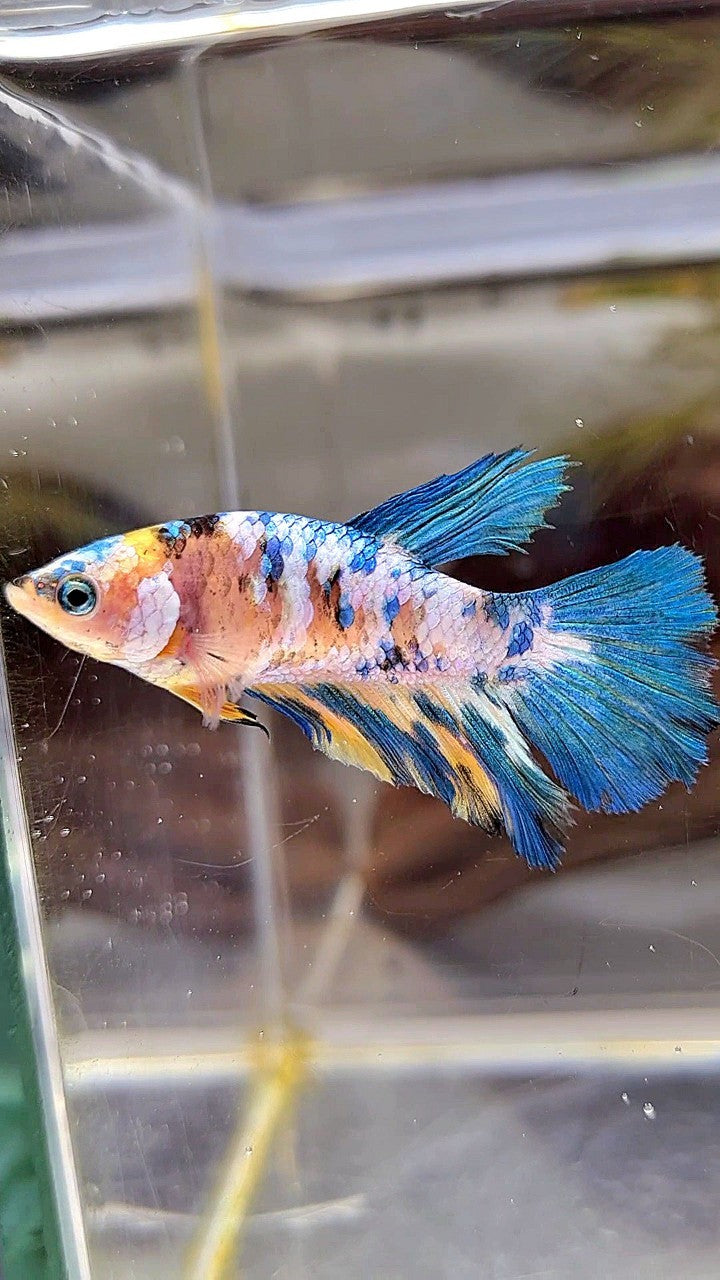 FEMALE HALFMOON YELLOW KOI GALAXY MULTICOLOR BETTA FISH