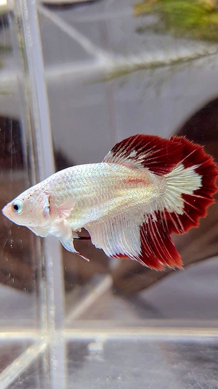 FEMALE HALFMOON SNOW WHITE RED PATTERN LINE TUXEDO BETTA FISH