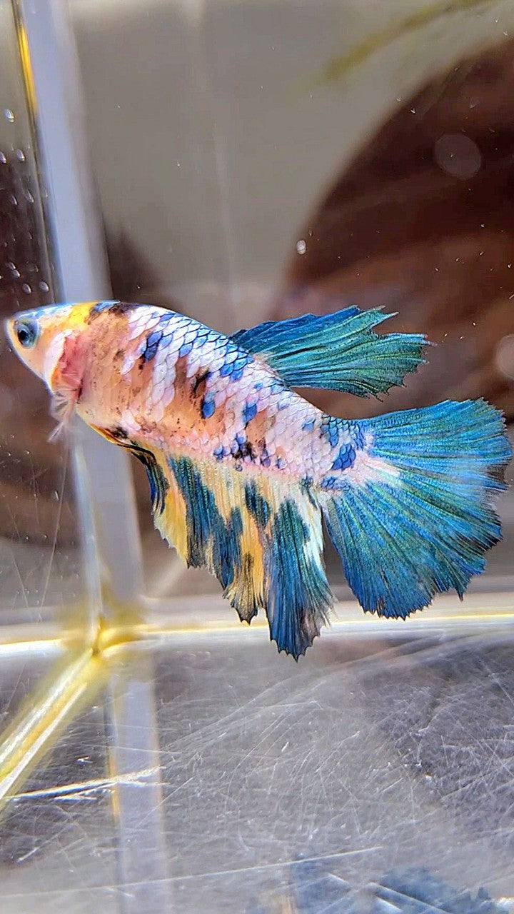 FEMALE HALFMOON YELLOW KOI GALAXY MULTICOLOR BETTA FISH