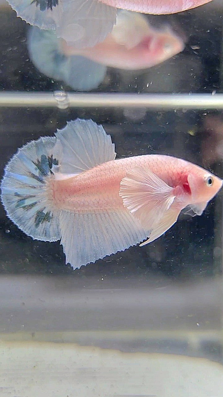 PLAKAT DUMBO EAR WHITE BLUE MARBLE BETTA FISH