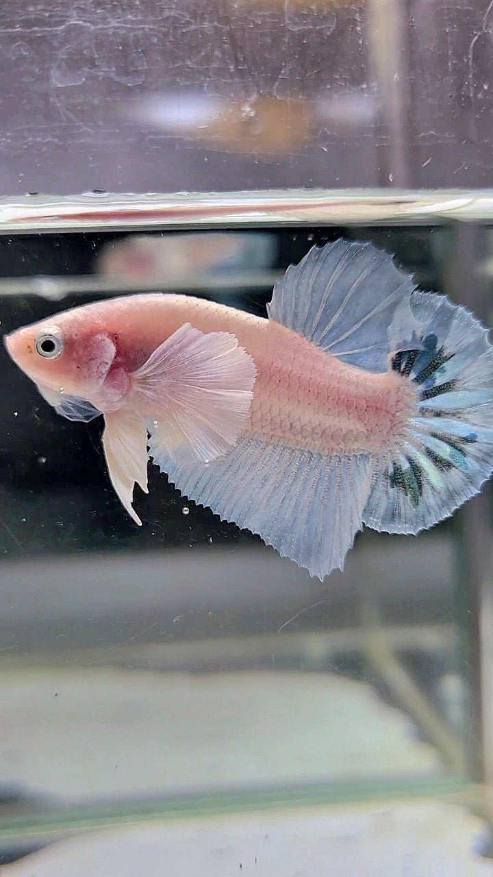 PLAKAT DUMBO EAR WHITE BLUE MARBLE BETTA FISH