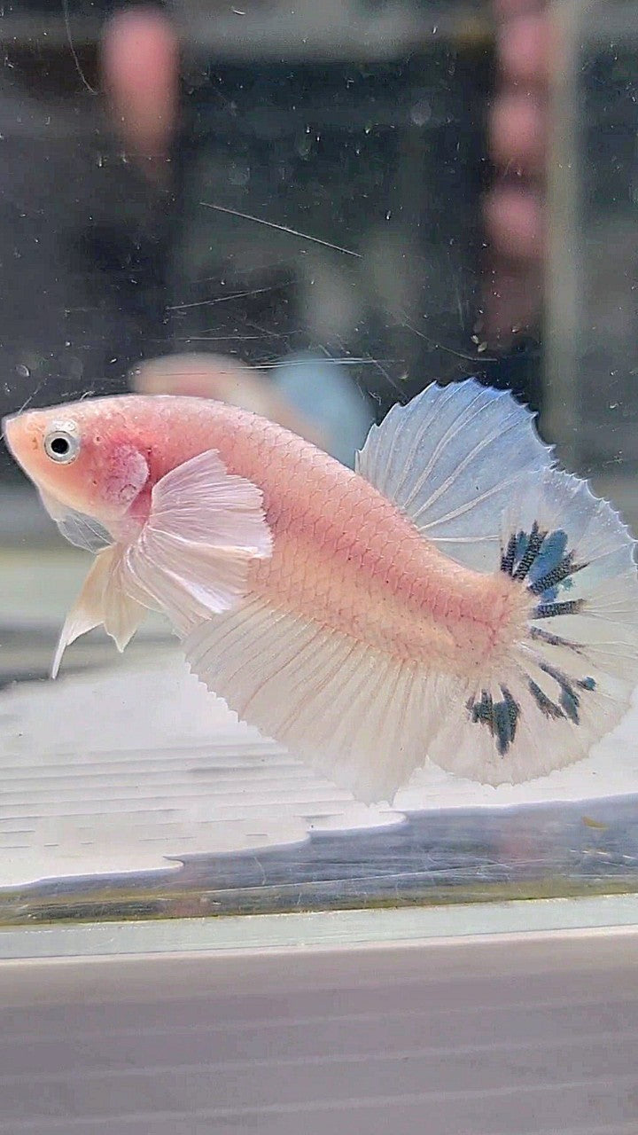 PLAKAT DUMBO EAR WHITE BLUE MARBLE BETTA FISH