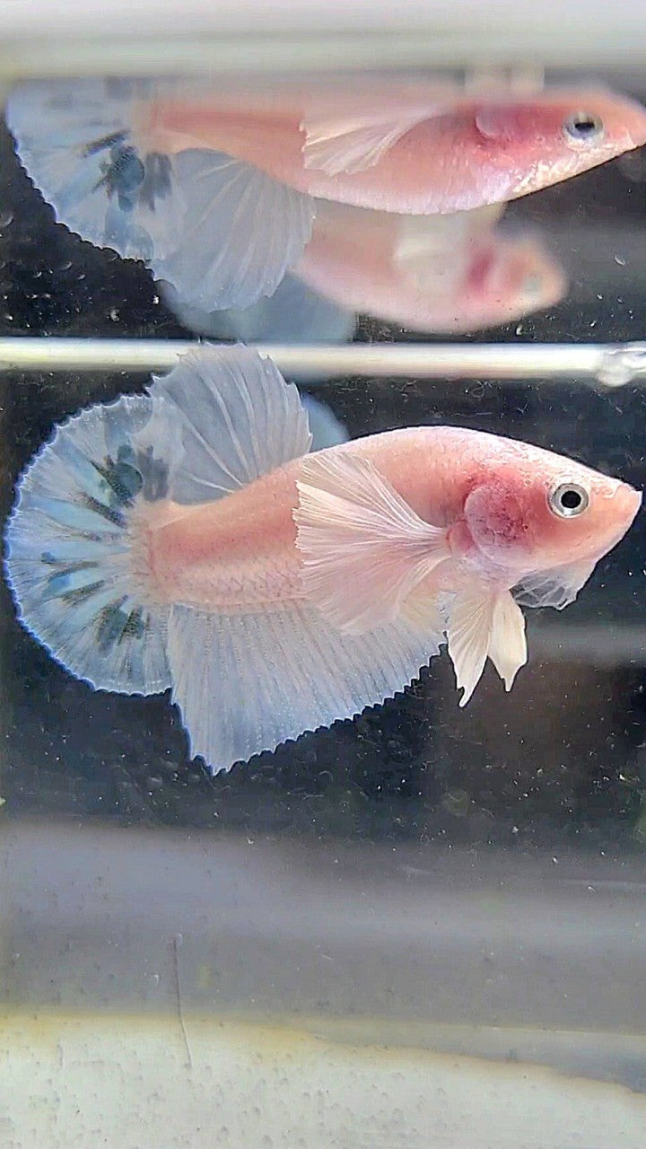 PLAKAT DUMBO EAR WHITE BLUE MARBLE BETTA FISH