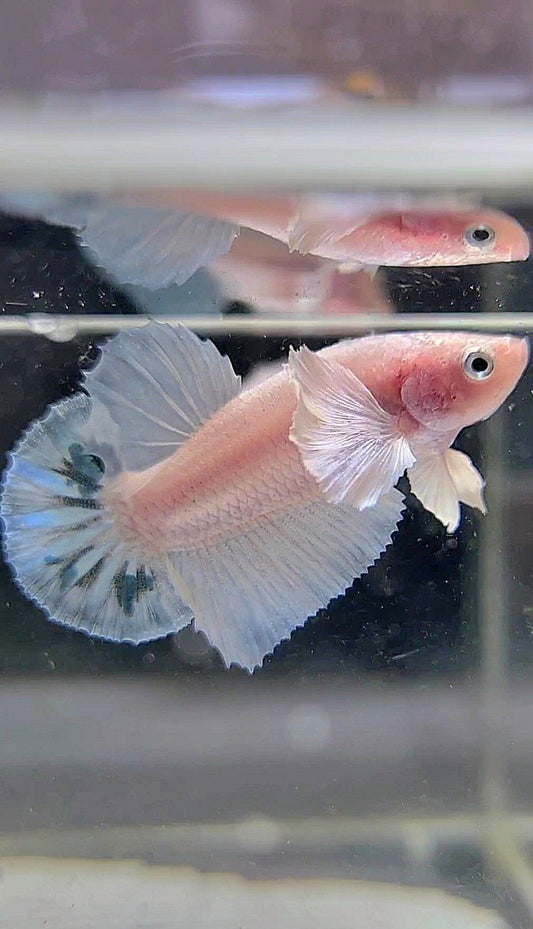 PLAKAT DUMBO EAR WHITE BLUE MARBLE BETTA FISH