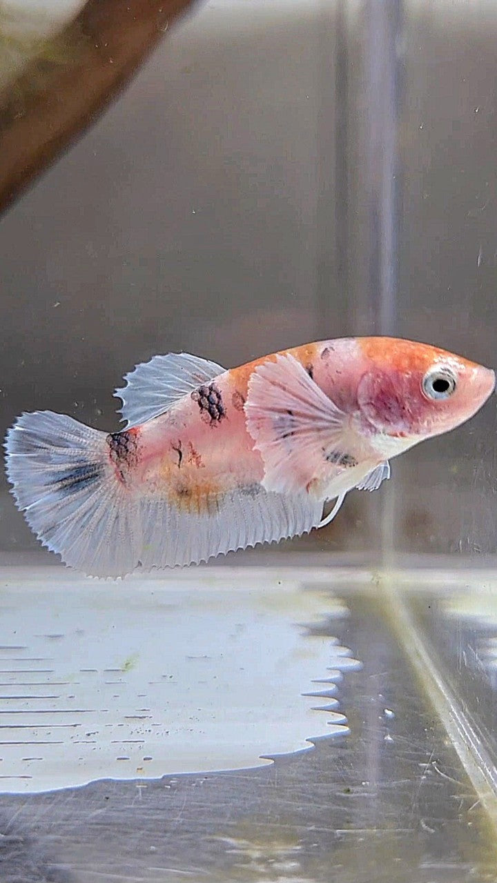 FEMALE PLAKAT BIG EAR KOI MULTICOLOR BETTA FISH