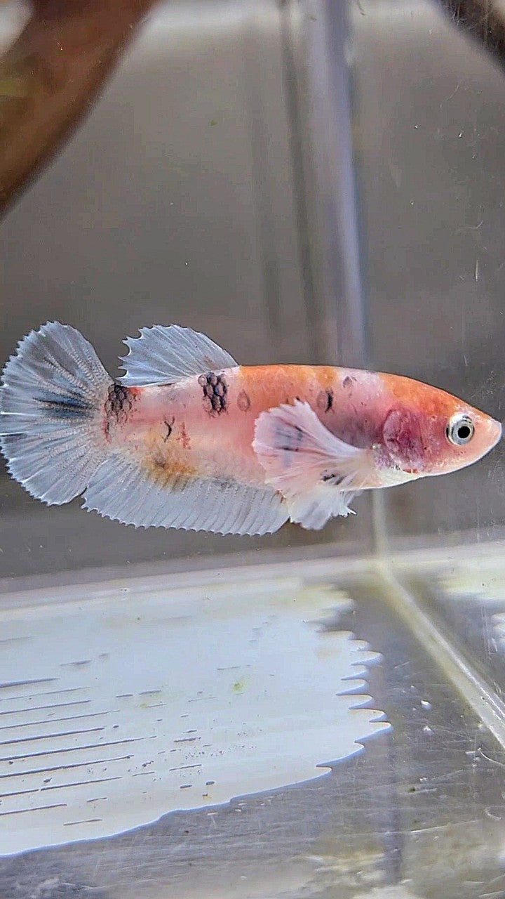 FEMALE PLAKAT BIG EAR KOI MULTICOLOR BETTA FISH