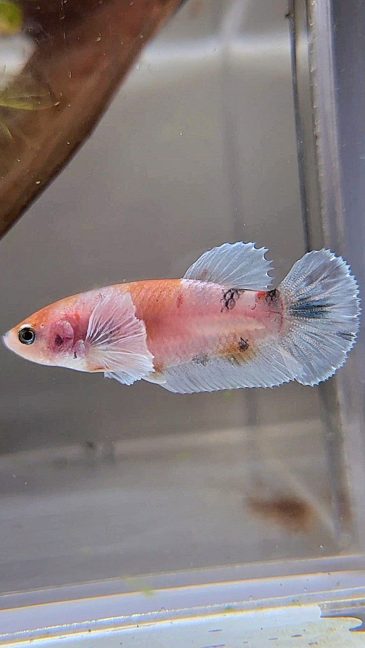 FEMALE PLAKAT BIG EAR KOI MULTICOLOR BETTA FISH