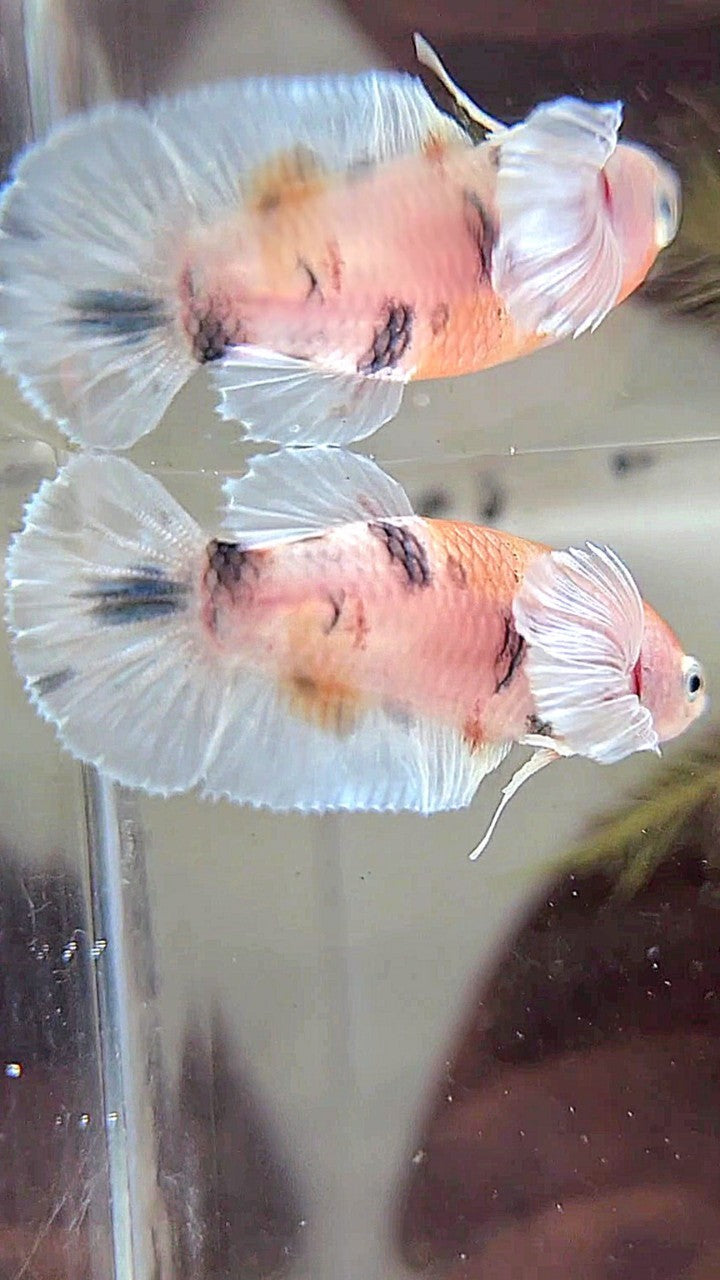 FEMALE PLAKAT BIG EAR KOI MULTICOLOR BETTA FISH