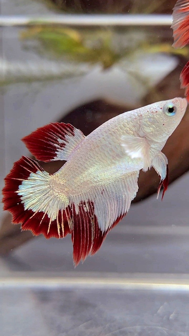 FEMALE HALFMOON SNOW WHITE RED PATTERN LINE TUXEDO BETTA FISH