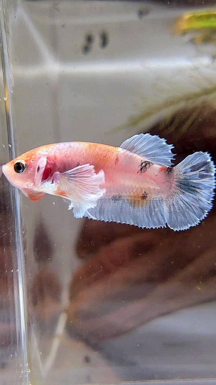 FEMALE PLAKAT BIG EAR KOI MULTICOLOR BETTA FISH