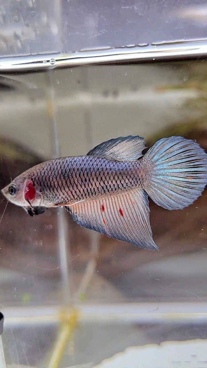 FEMALE VEILTAIL DARK VIOLET ARMAGEDDON BETTA FISH