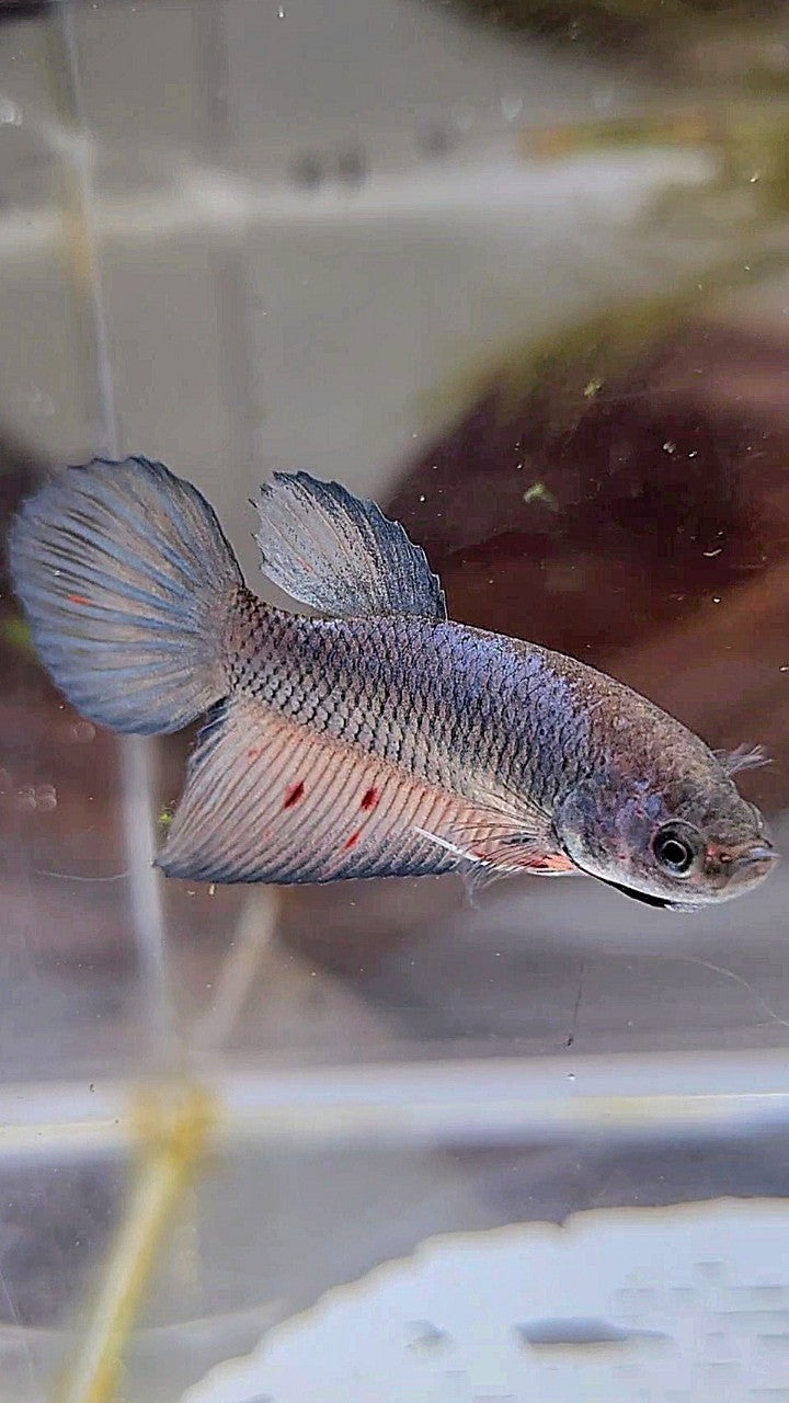 FEMALE VEILTAIL DARK VIOLET ARMAGEDDON BETTA FISH