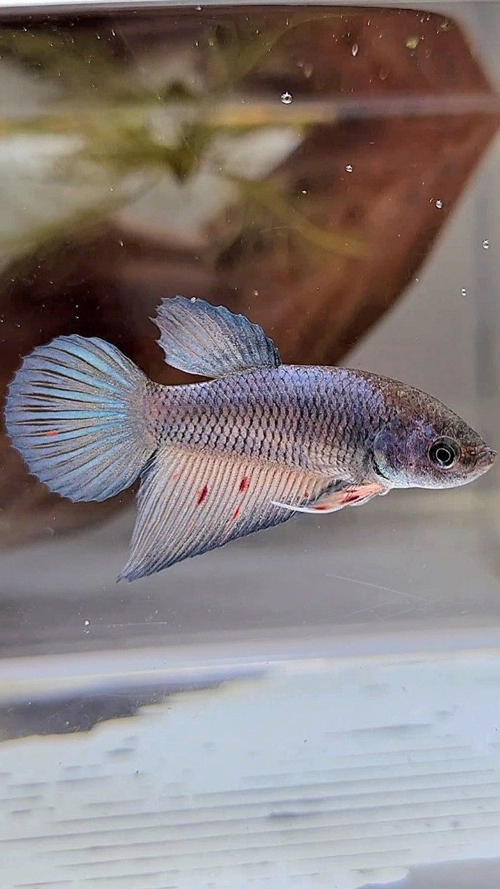 FEMALE VEILTAIL DARK VIOLET ARMAGEDDON BETTA FISH