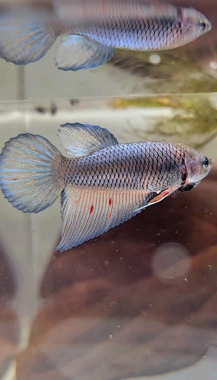 FEMALE VEILTAIL DARK VIOLET ARMAGEDDON BETTA FISH