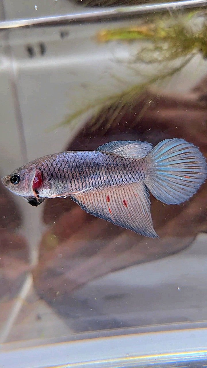 FEMALE VEILTAIL DARK VIOLET ARMAGEDDON BETTA FISH