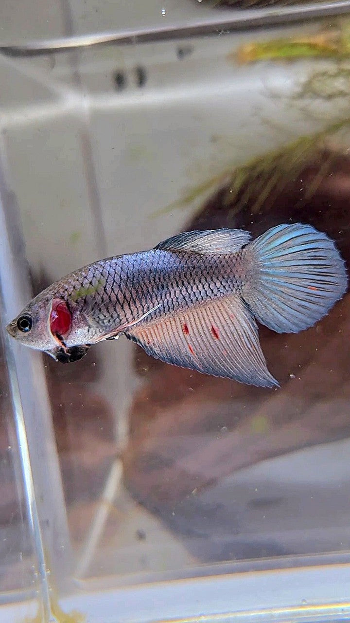 FEMALE VEILTAIL DARK VIOLET ARMAGEDDON BETTA FISH