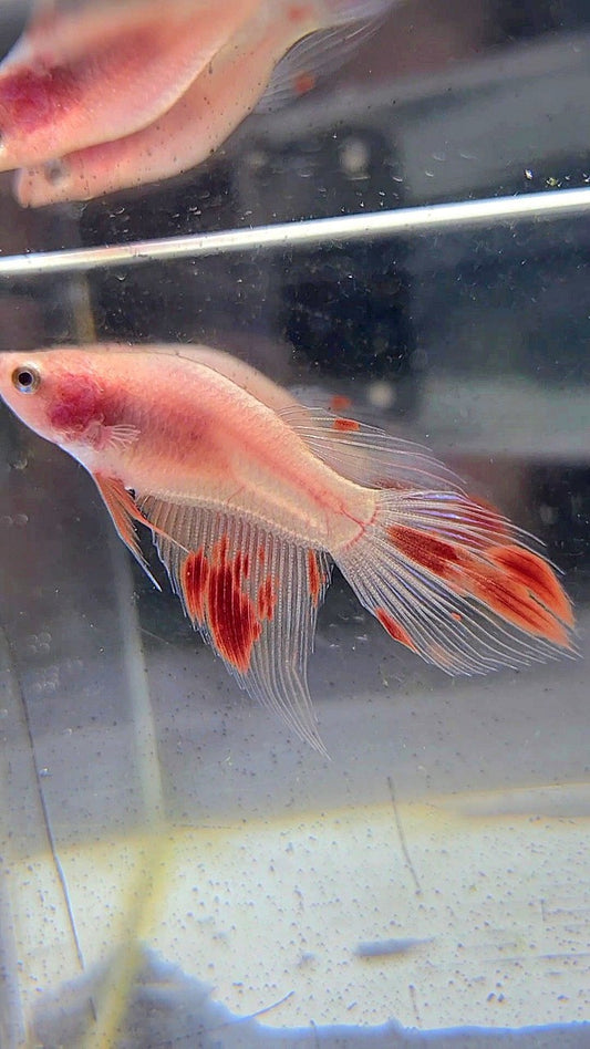 FEMALE BONSAI VEILTAIL ARMAGEDDON BETTA FISH