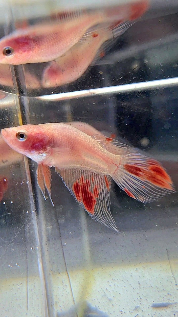 FEMALE BONSAI VEILTAIL ARMAGEDDON BETTA FISH