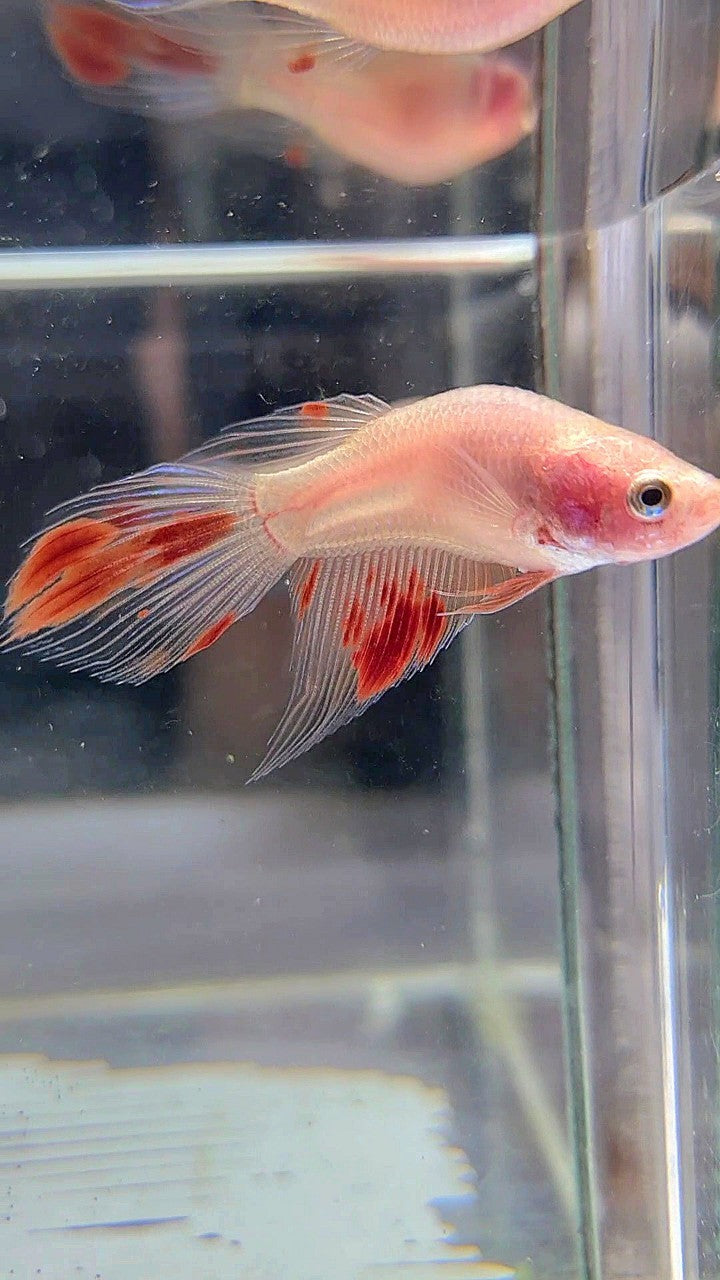 FEMALE BONSAI VEILTAIL ARMAGEDDON BETTA FISH