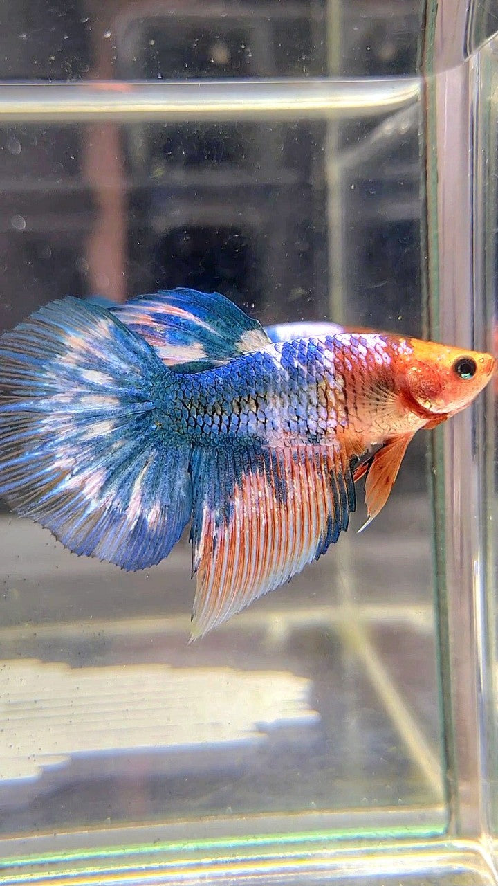 FEMALE HALFMOON ROSETAIL WHITE SCALE BLUE MARBLE BETTA FISH