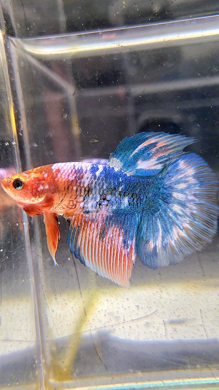 FEMALE HALFMOON ROSETAIL WHITE SCALE BLUE MARBLE BETTA FISH