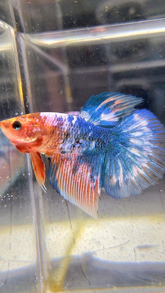 FEMALE HALFMOON ROSETAIL WHITE SCALE BLUE MARBLE BETTA FISH