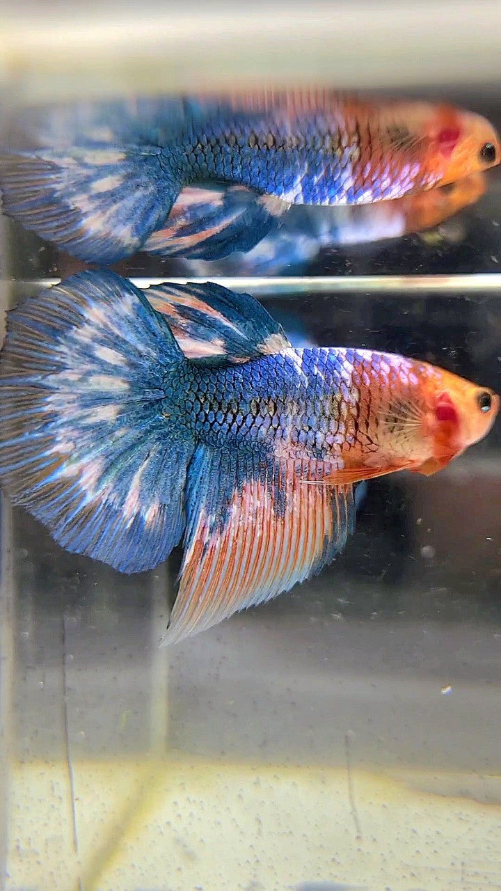 FEMALE HALFMOON ROSETAIL WHITE SCALE BLUE MARBLE BETTA FISH