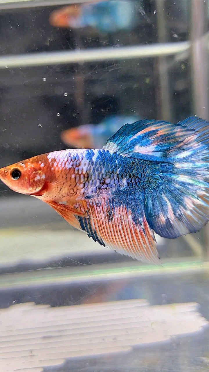 FEMALE HALFMOON ROSETAIL WHITE SCALE BLUE MARBLE BETTA FISH