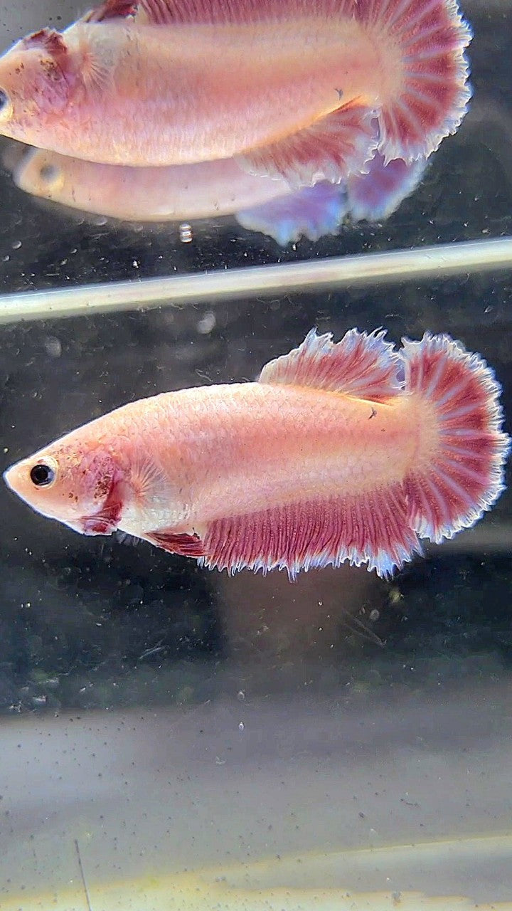 FEMALE HALFMOON FEATHER TAIL PINK LAVENDER BETTA FISH