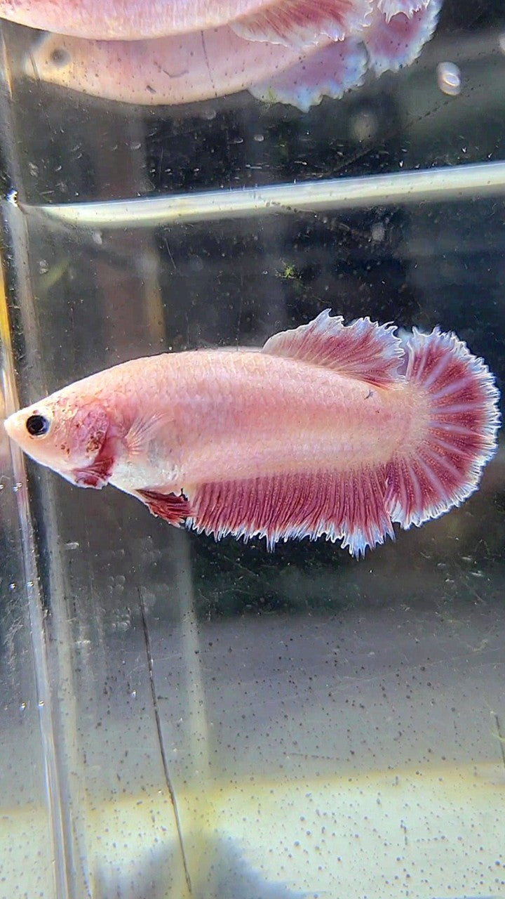 FEMALE HALFMOON FEATHER TAIL PINK LAVENDER BETTA FISH