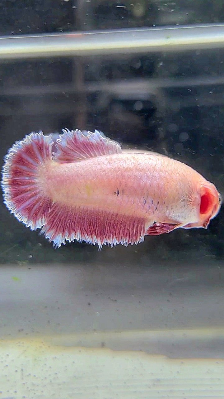 FEMALE HALFMOON FEATHER TAIL PINK LAVENDER BETTA FISH