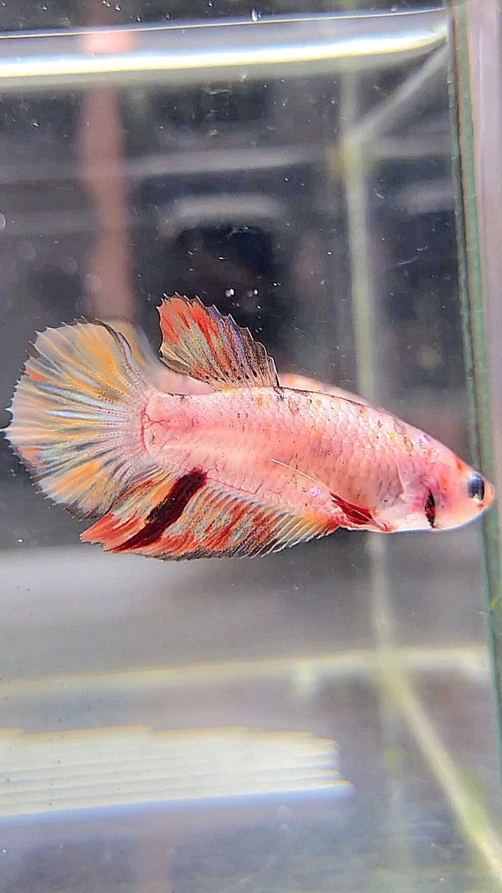 FEMALE HALFMOON ORANGE KOI MULTICOLOR BETTA FISH