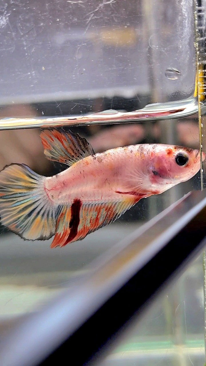 FEMALE HALFMOON ORANGE KOI MULTICOLOR BETTA FISH