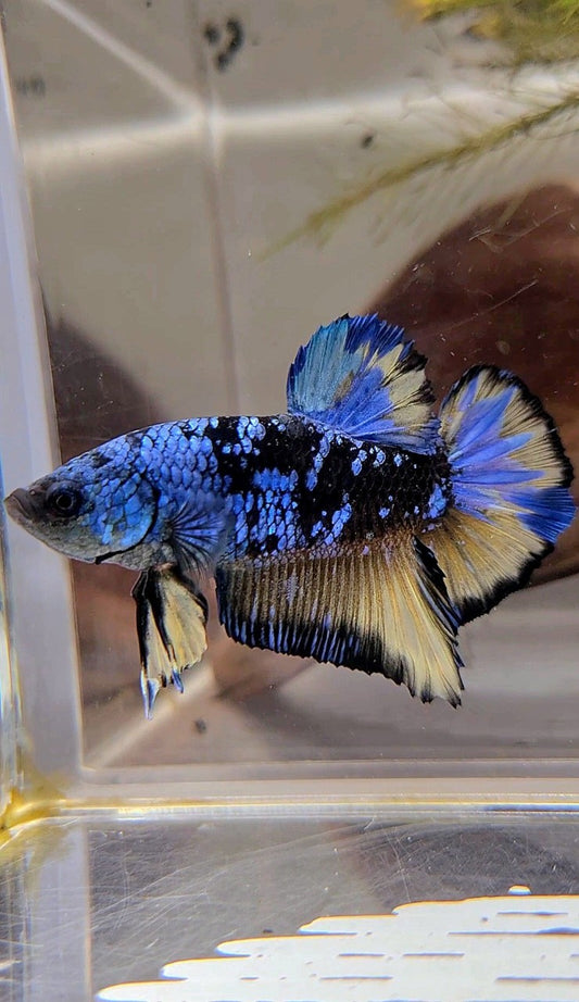 XL PLAKAT BLACK GALAXY BLUE AVATAR YELLOW BETTA FISH