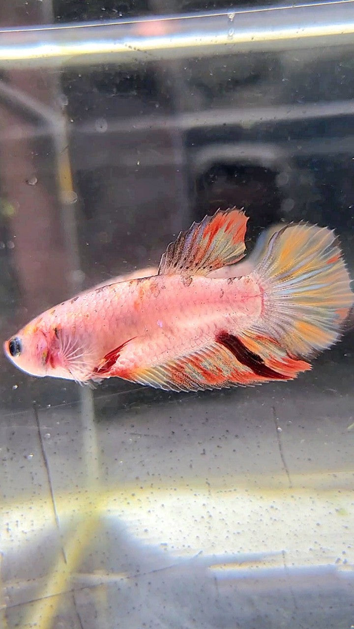 FEMALE HALFMOON ORANGE KOI MULTICOLOR BETTA FISH