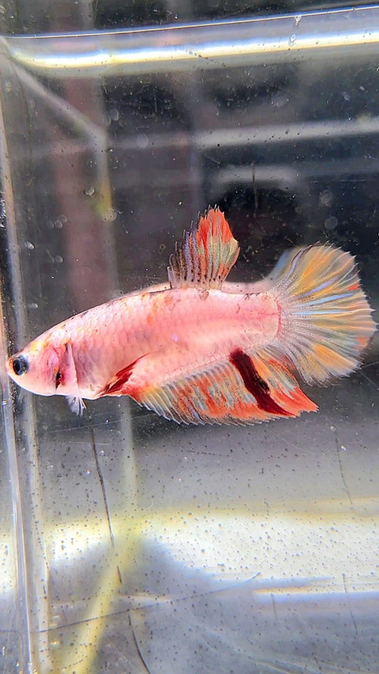 FEMALE HALFMOON ORANGE KOI MULTICOLOR BETTA FISH