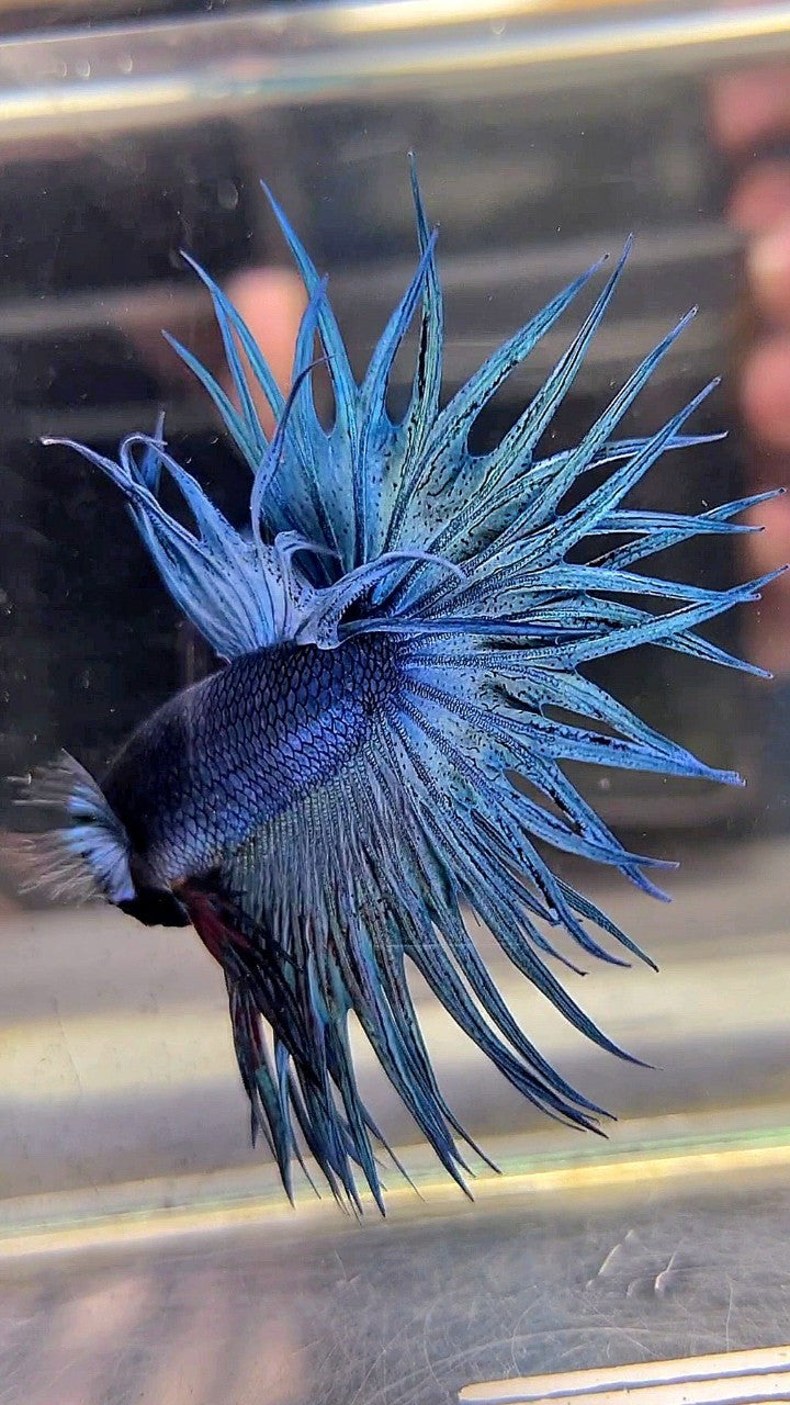 KING CROWNTAIL SUPER BLUE STEEL BLACK HEAD BETTA FISH