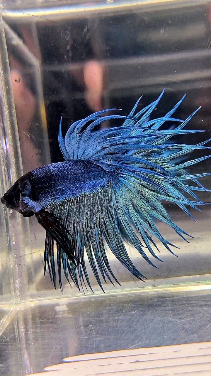 KING CROWNTAIL SUPER BLUE STEEL BLACK HEAD BETTA FISH