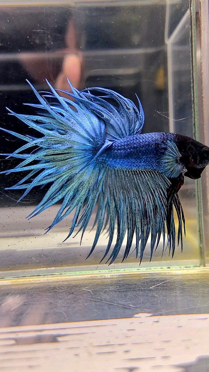 KING CROWNTAIL SUPER BLUE STEEL BLACK HEAD BETTA FISH