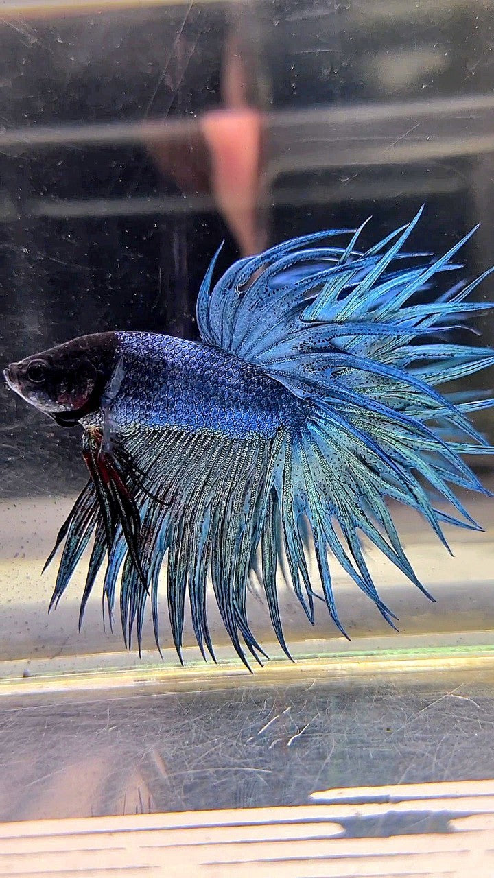 KING CROWNTAIL SUPER BLUE STEEL BLACK HEAD BETTA FISH