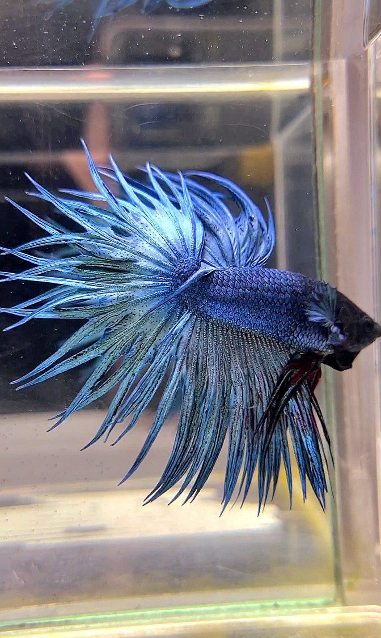 KING CROWNTAIL SUPER BLUE STEEL BLACK HEAD BETTA FISH