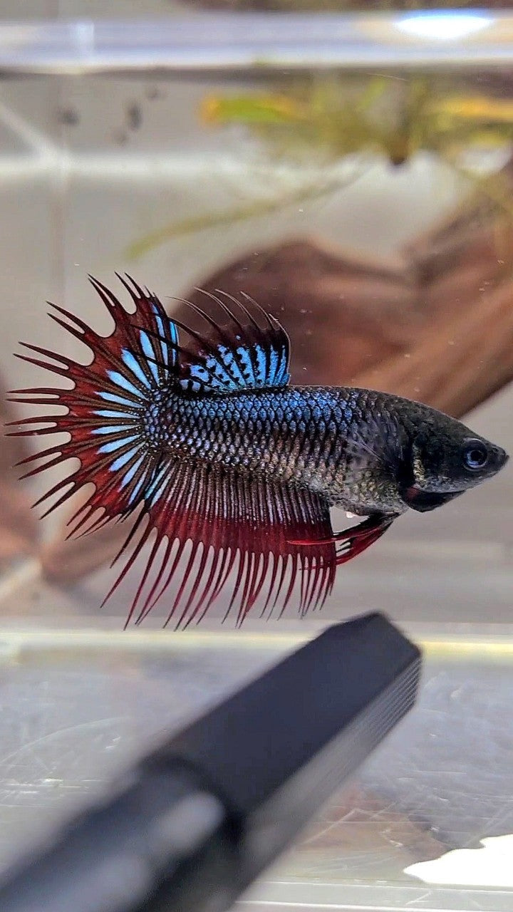 FEMALE KING CROWNTAIL BLACK ORCHID VAMPIRE BETTA FISH